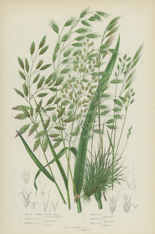 Enblomstret rapgræs, strandsvingel, fåresvingel, rørsvingel (farvelitografi) af English School