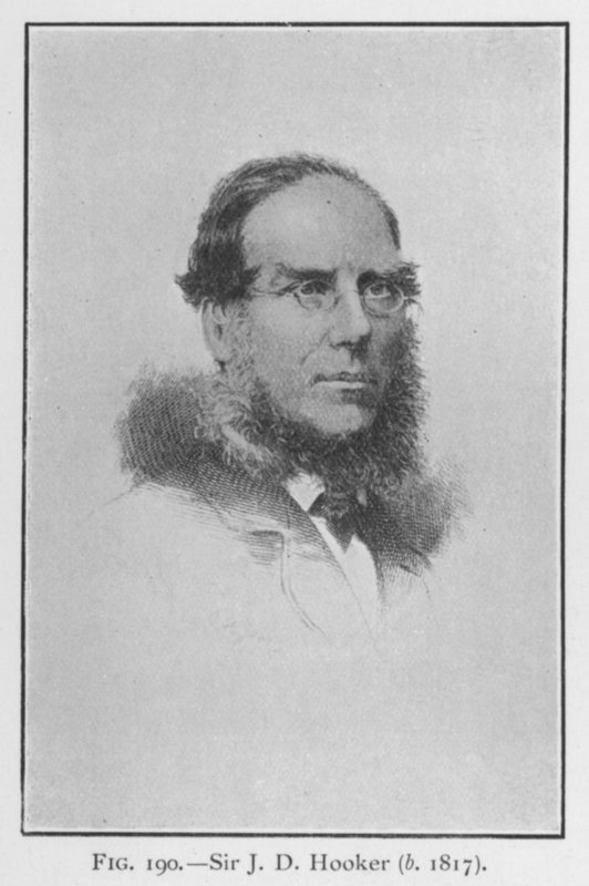 Sir Joseph Dalton Hooker (1817-1911), portræt (litho) af English School