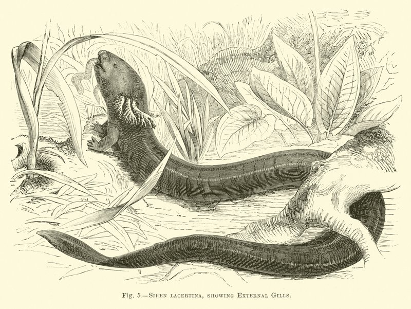 Sirene lacertina, der viser ydre gæller af English School