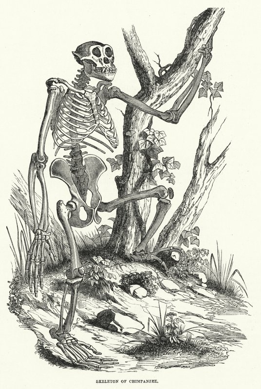 Skelet af chimpanse (gravering) af English School