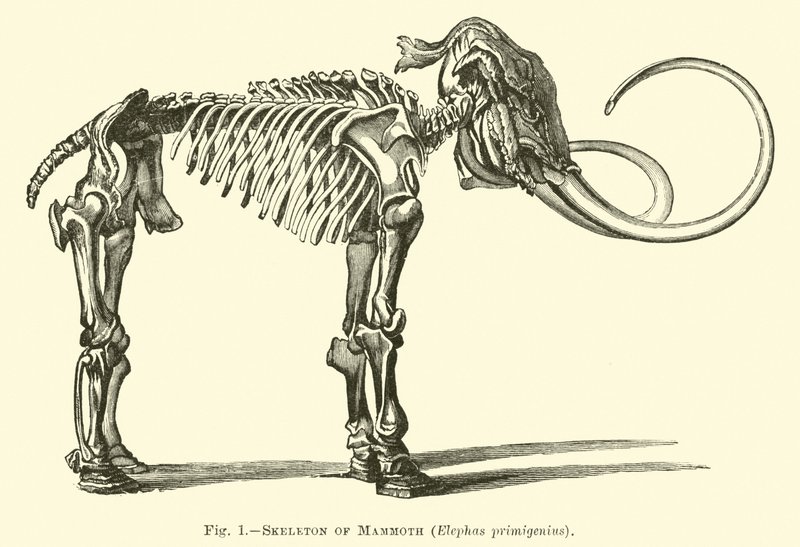 Skelet af mammut, Elephas primigenius af English School