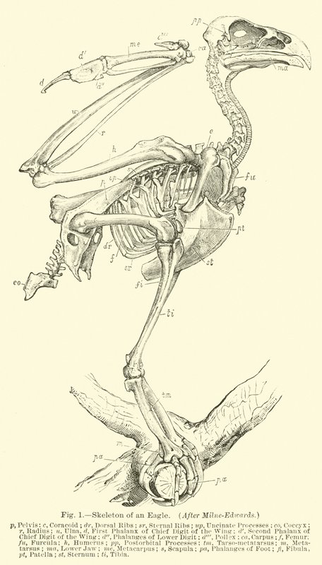 Skeleton of an Eagle, efter Milne-Edwards af English School