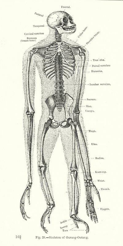 Skelet af orangutang (gravering) af English School