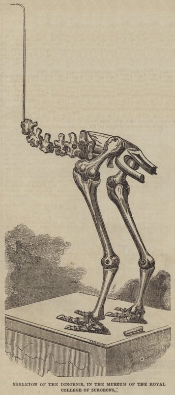 Skelet af Dinornis, i Museum of the Royal College of Surgeons (gravering) af English School