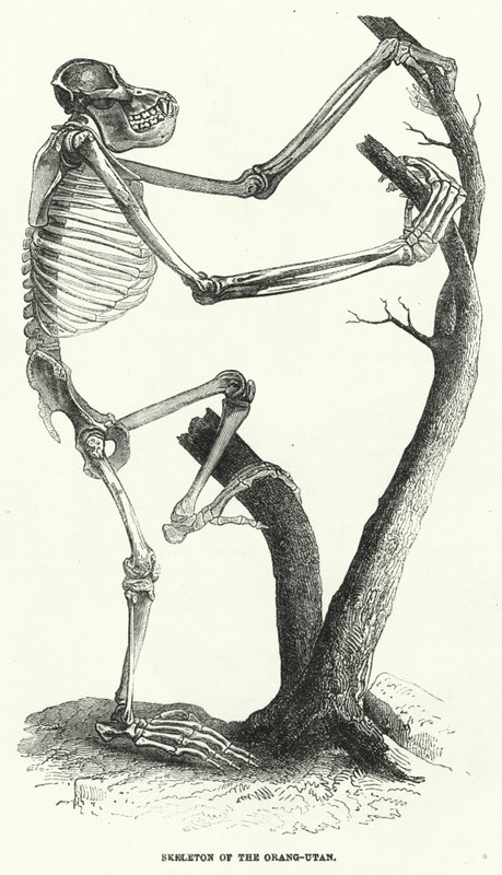 Skelettet af en orang-ultan (gravering) af English School