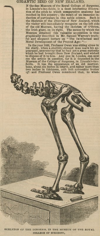 Skelet af dinornis, en gigantisk fugl fra New Zealand af English School
