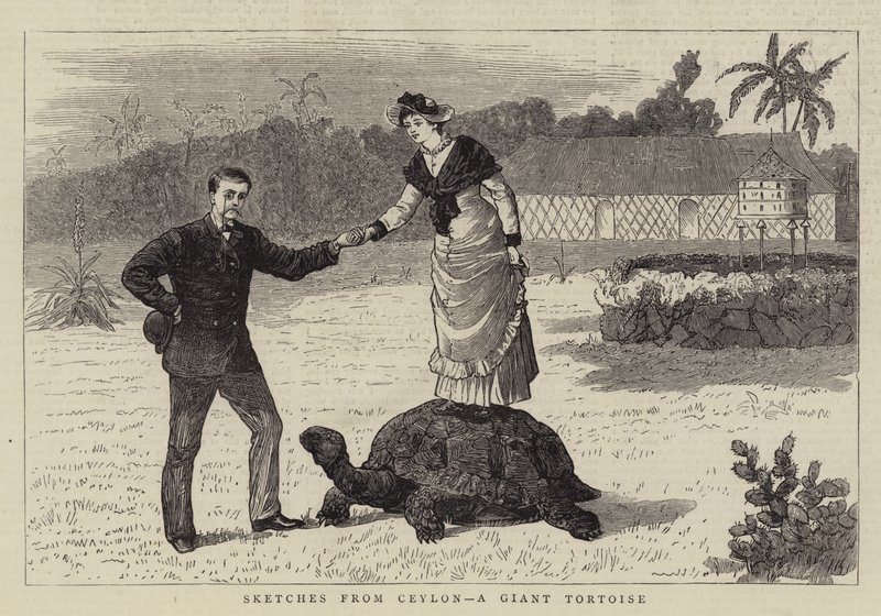 Skitser fra Ceylon, en kæmpeskildpadde (gravering) af English School