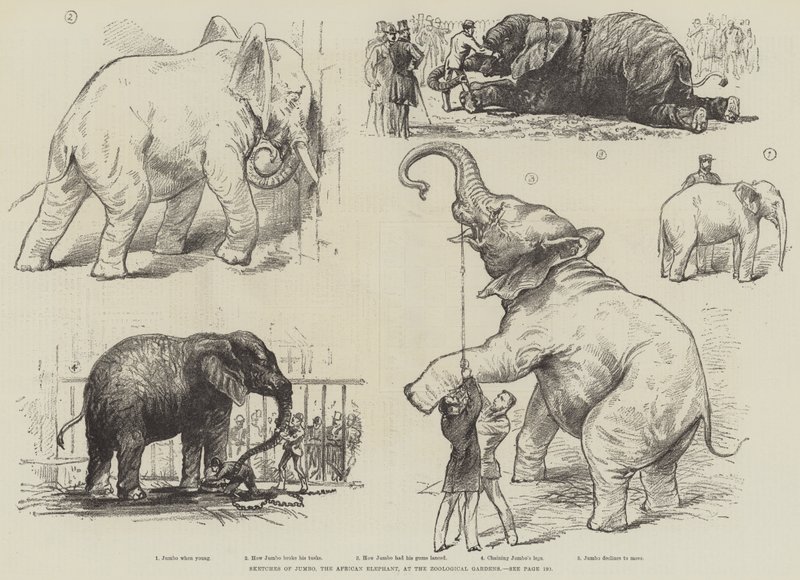 Skitser af Jumbo, den afrikanske elefant, ved Zoologisk Have (litho) af English School