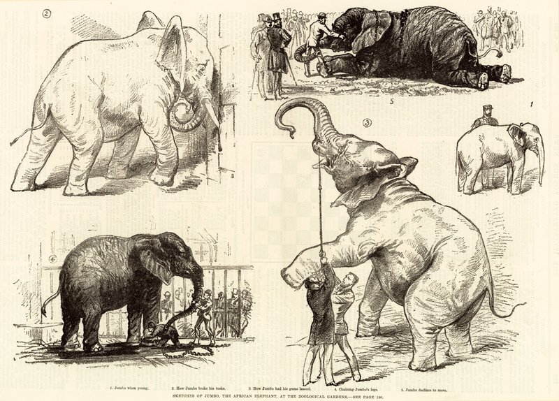 Skitser af Jumbo, den afrikanske elefant, ved Zoologisk Have af English School