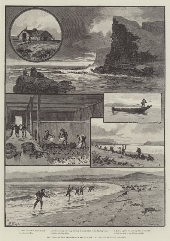 Sketches of the Behring Sea Seal-Fishery, St Paul "s, Pribylov Islandsdani af English School