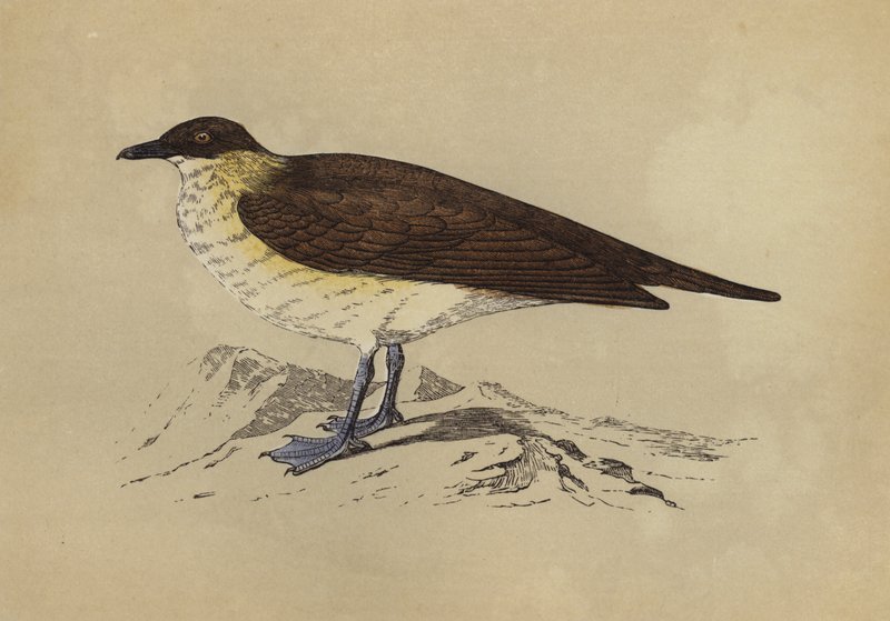 Skua (farvelitografi) af English School