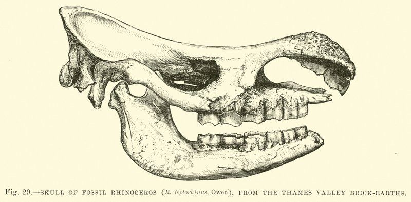 Skull of Fossil Rhinoceros (R leptorhinus, Owen), from the Thames Valley Brick-earths  af English School