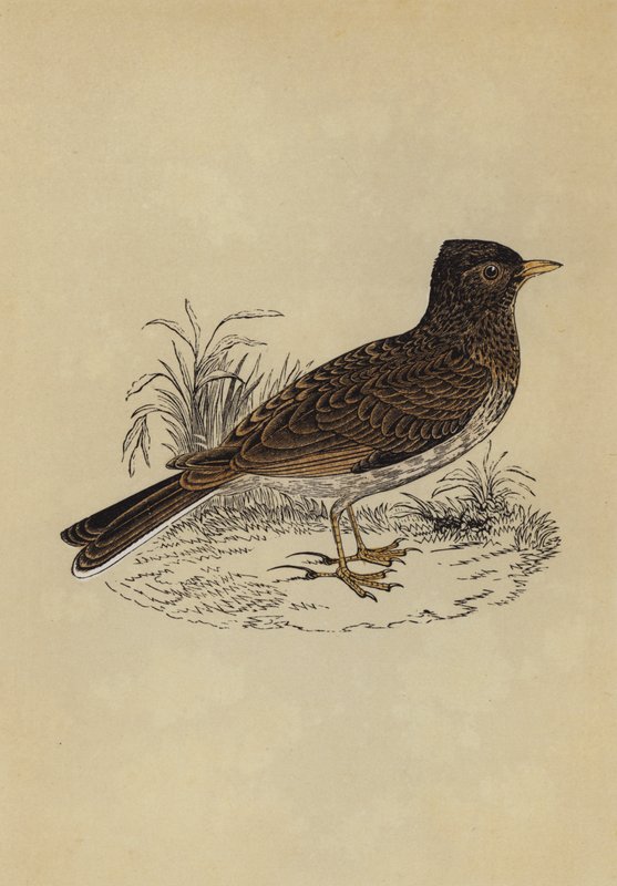 Lærke (farve litho) af English School