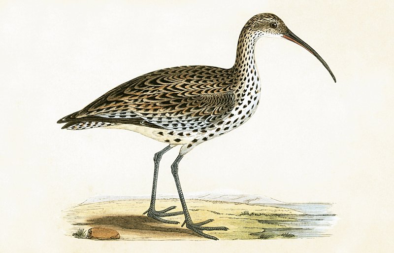 Slender Billed Curlew, illustration fra 