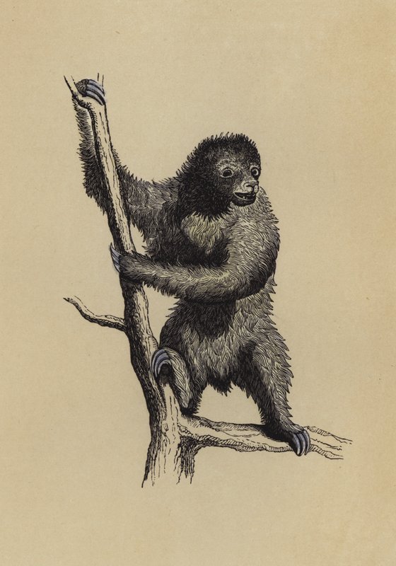 Dovendyr (farve litho) af English School