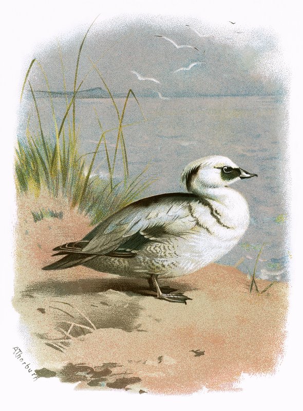 Smew af English School