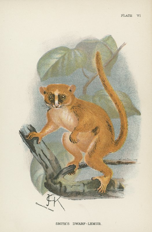 Smiths dværg-lemur af English School