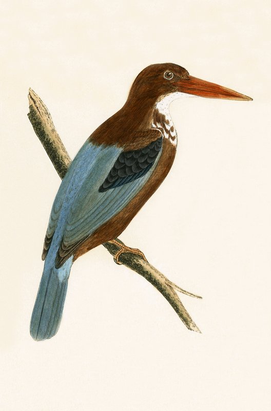 Smyrna Kingfisher, illustration fra "A History of the Birds of Europe Not Observed in the British Isles" af Charles Robert Bree (1811-86), udgivet i 1867 af English School