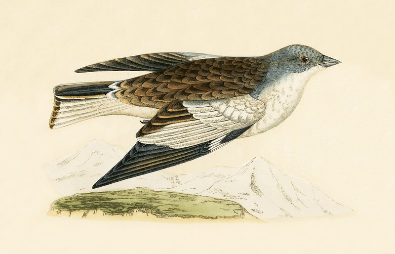 Snow Finch, illustration fra 