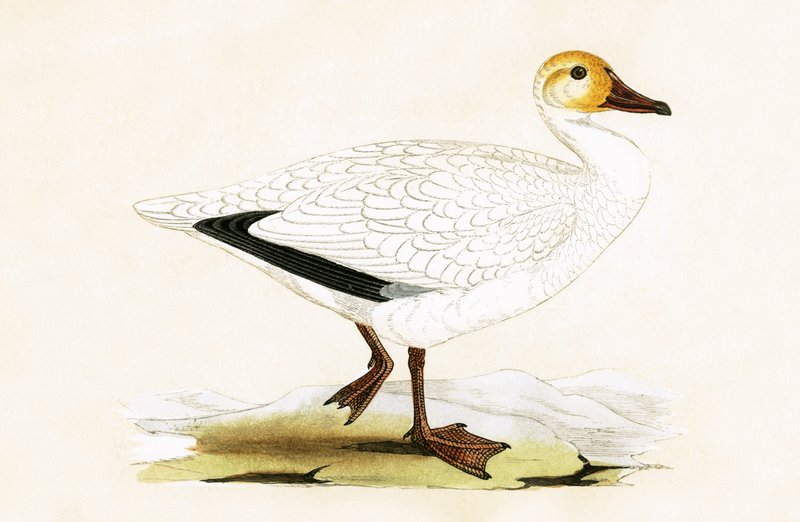 Snow Goose, illustration fra 