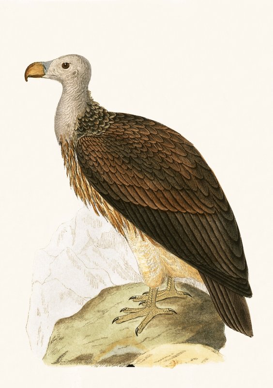 Sociable Vulture, illustration fra 
