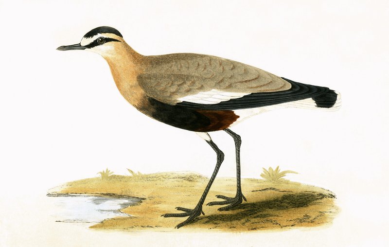 Social Plover, illustration fra 