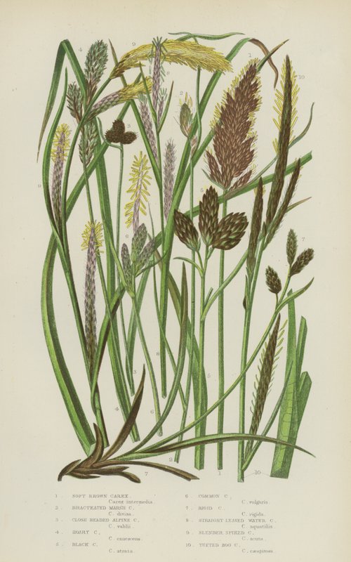 Soft Brown Carex, Bracteated Marsh Carex, Close Headed Alpine Carex, Hoary Carex, Black Carex … (farve litho) af English School