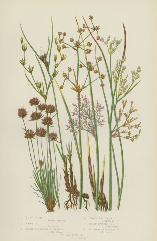 Soft Rush, Hard Rush, Blunt-blomstret Jointed Rush, Trebladet Rush, Rundfrugt Rush (farve litho) af English School