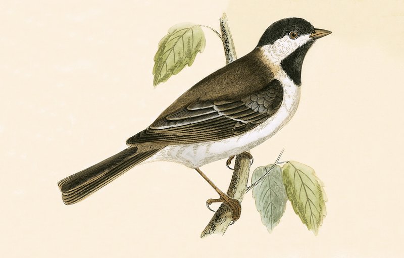 Sombre Tit, illustration fra 