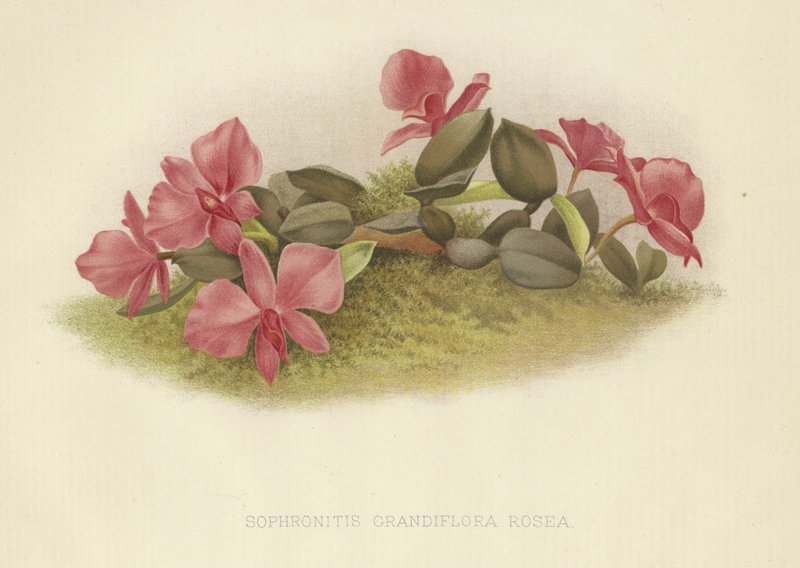 Sophronitis grandiflora rosea af English School
