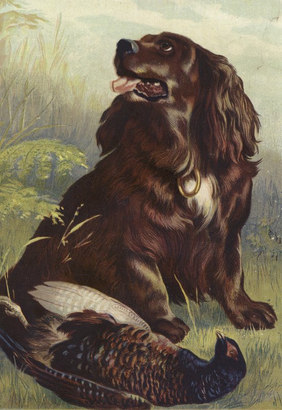 Spaniel og Fasan af English School