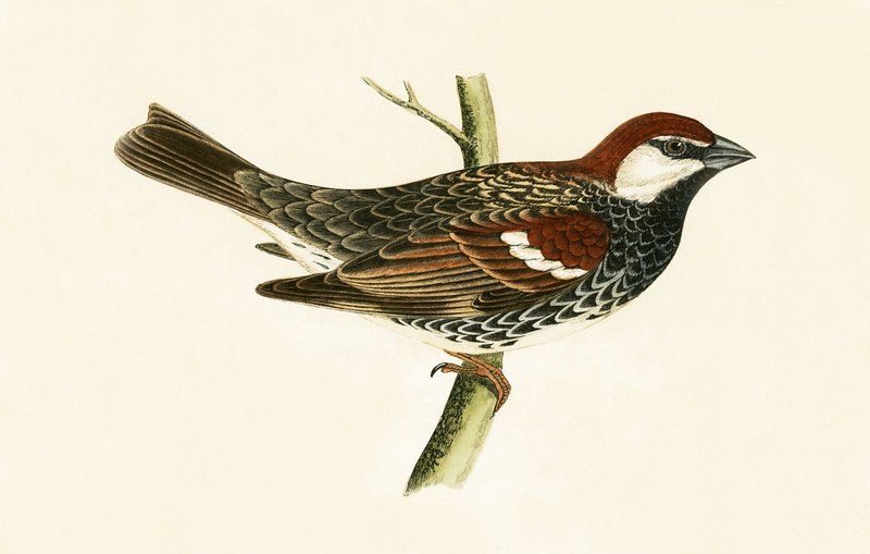 Spanish Sparrow, illustration fra 
