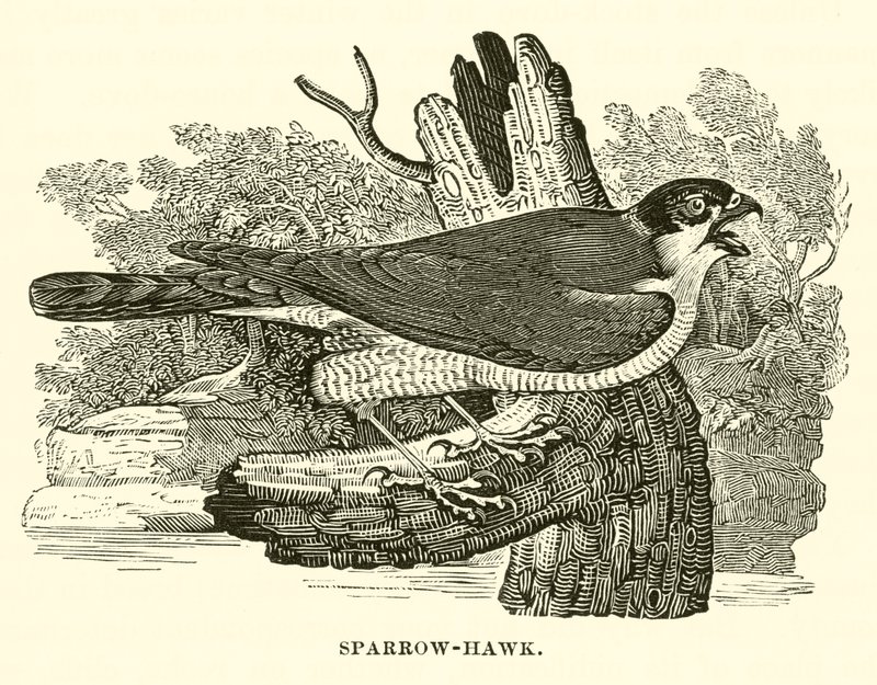 Sparrow-Hawk (gravering) af English School
