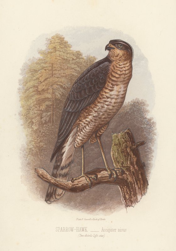 Spurvehøg, Accipiter Nisus (farvelitografi) af English School