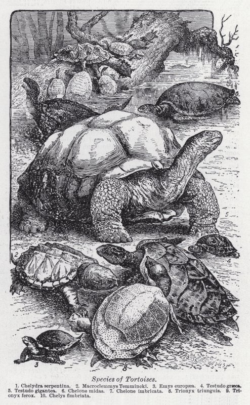 Arter af skildpadder (litho) af English School