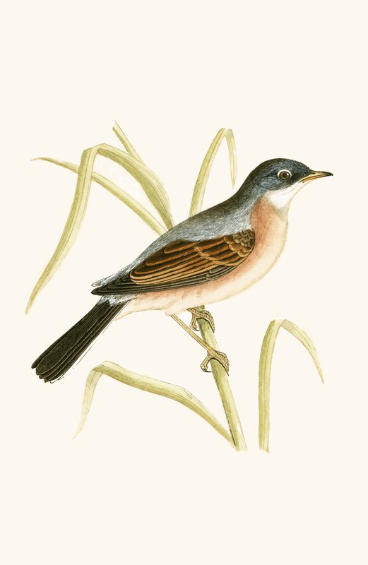 Brillesanger, illustration fra 