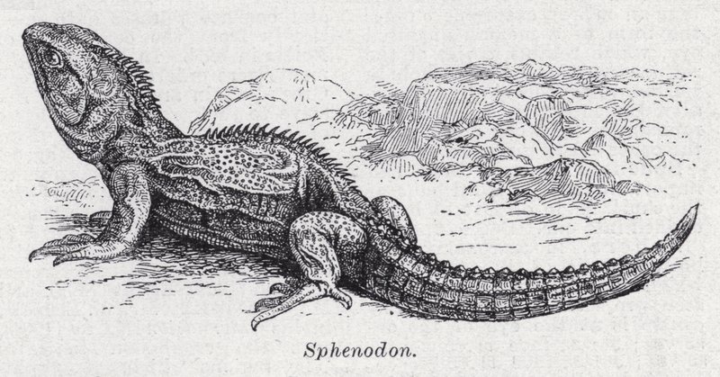 Sphenodon (litho) af English School