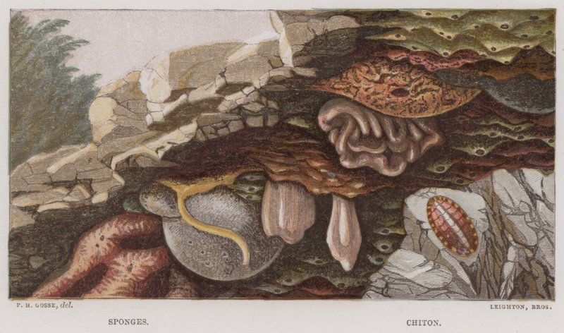 Svampe, chiton (farvelitografi) af English School