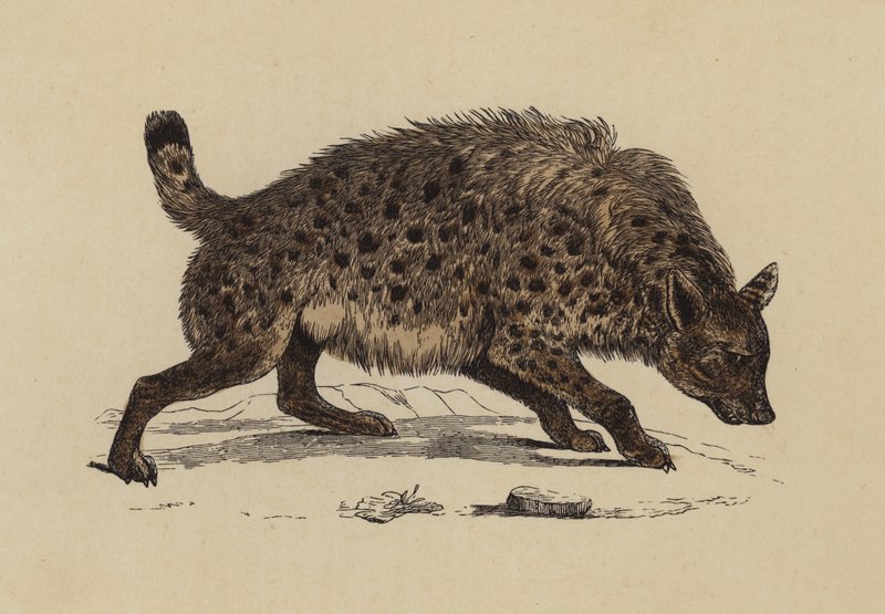 Plettet Hyaena (farvelitografi) af English School