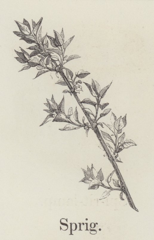 Sprig (engraving) af English School