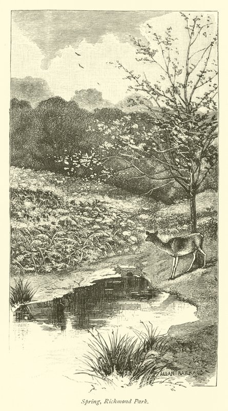 Spring, Richmond Park  af English School