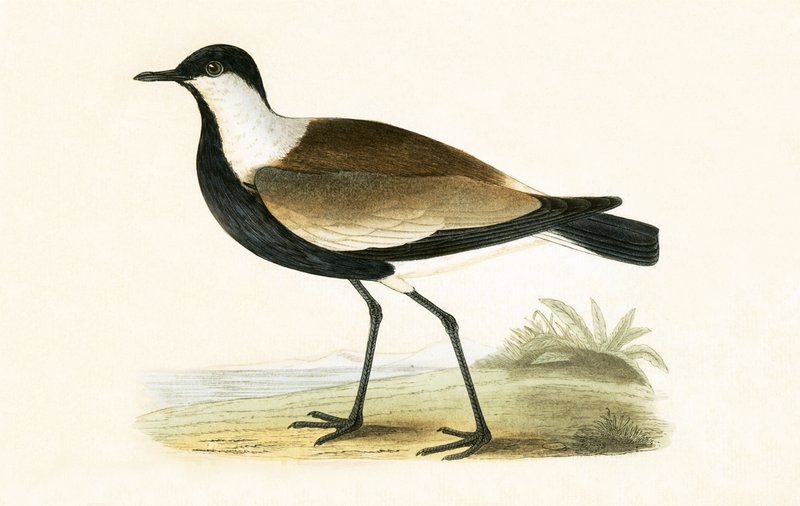 Spur Winged Plover, illustration fra "A History of the Birds of Europe Not Observed in the British Isles" af Charles Robert Bree (1811-86), udgivet i 1867 af English School