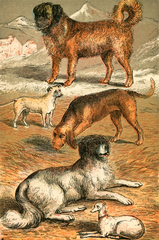 St Bernard, Bulldog, Bloodhound, Newfoundland og Italiensk Greyhound af English School