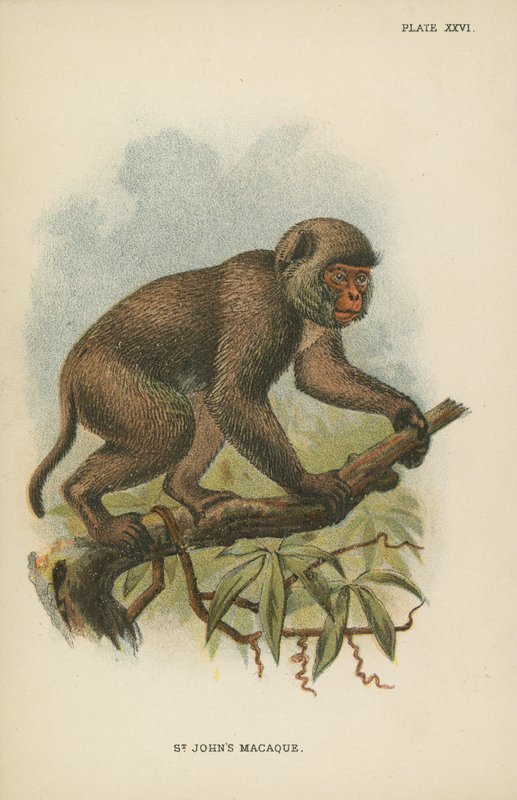 St. Johns Macaque af English School