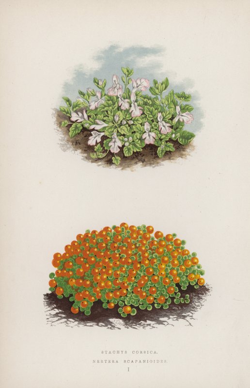Stacyhysa corsica; Nerthurae scapaniloides (farve litho) af English School