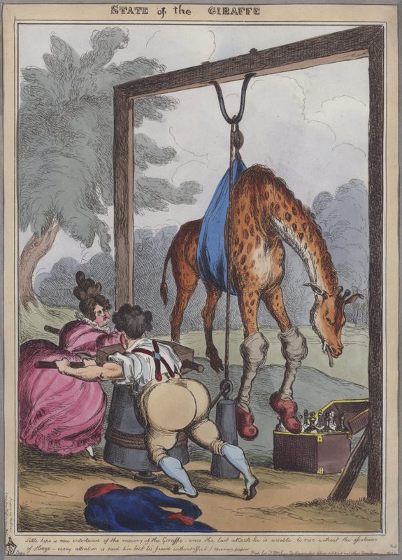 Giraffens tilstand (farvet gravering) af English School
