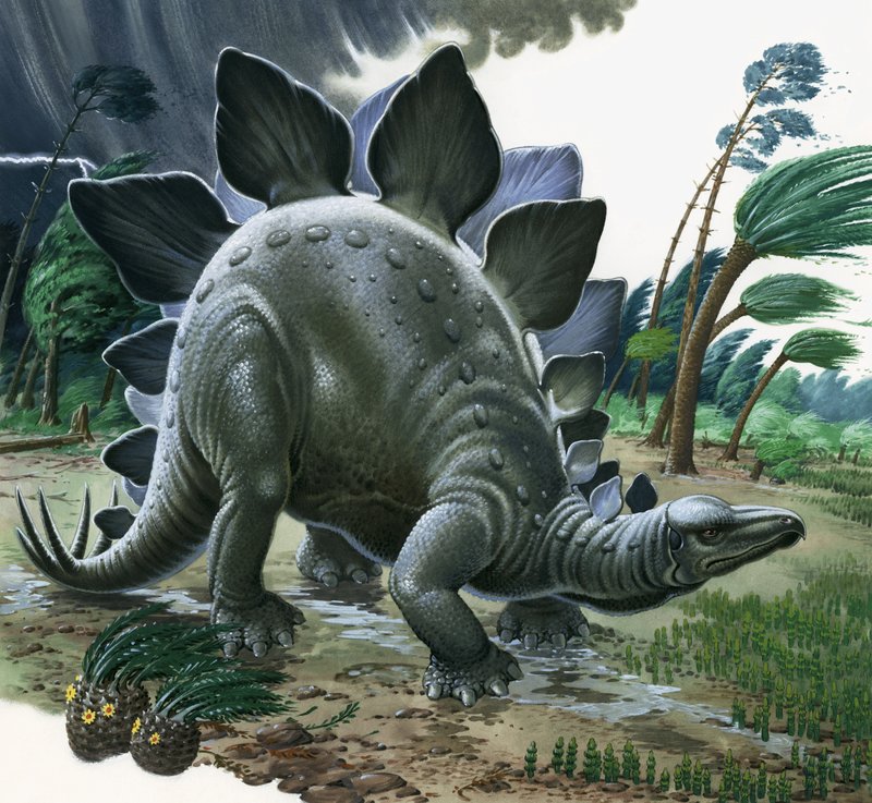 Stegosaurus af English School