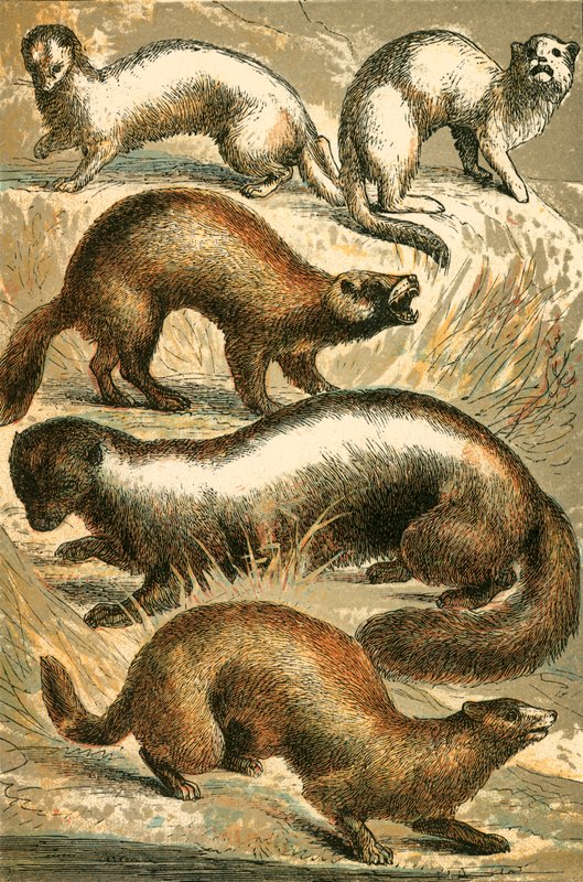 Stoat, Hermelin, Polecat, Skunk og Mink eller Minx af English School