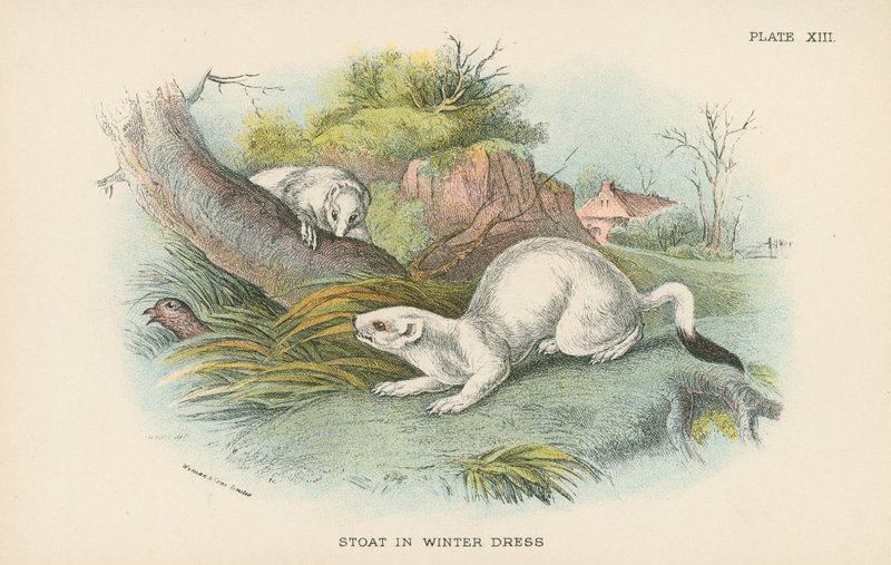 Stoat i vinterkjole af English School