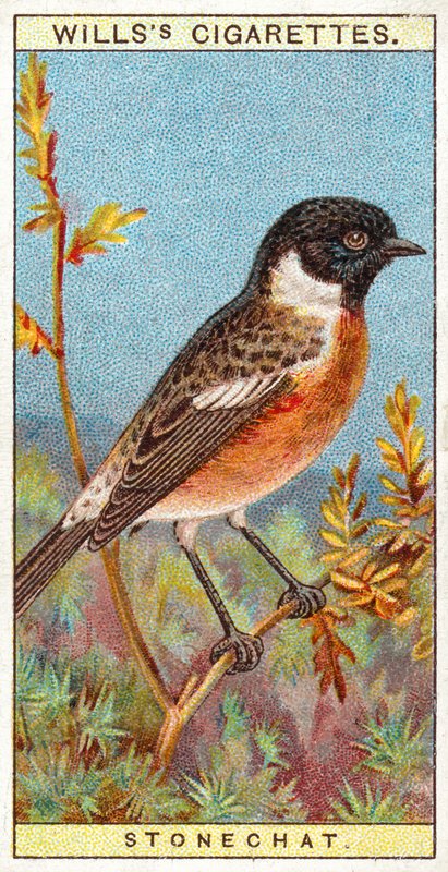 Stonechat af English School